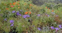 verge flowers